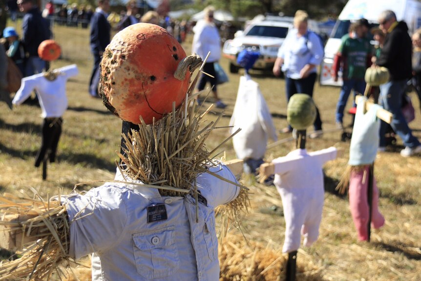 Scarecrows with pumpkin heads.