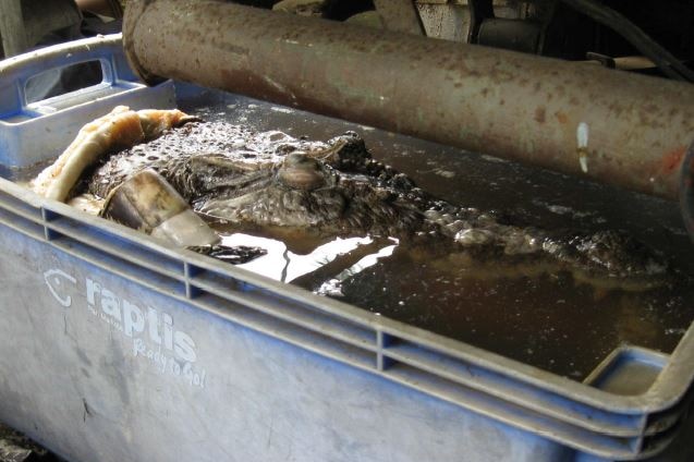A crocodile's head in a crate found during a search of a property at Deeral