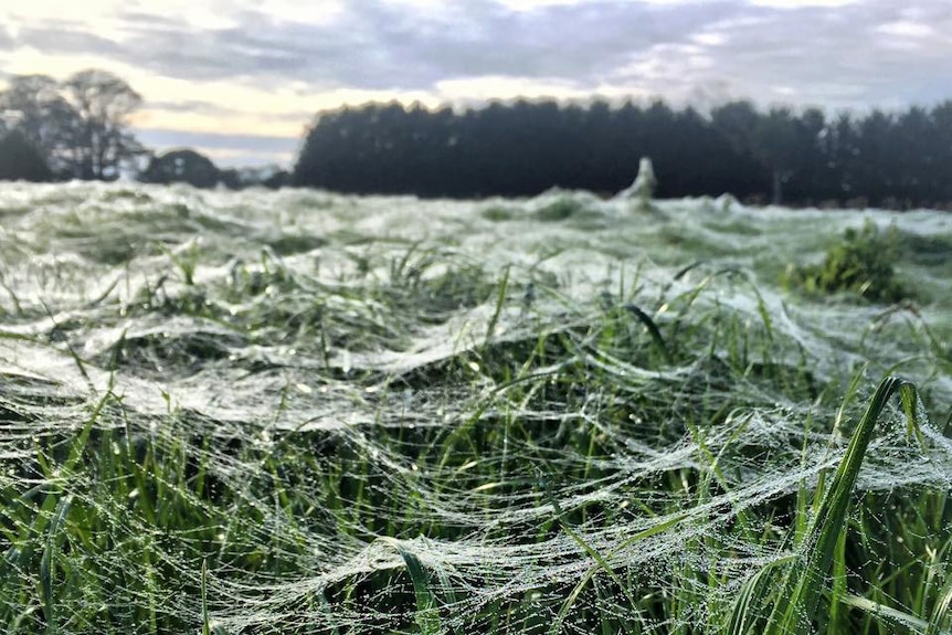 Close-up of spider webs on the grass