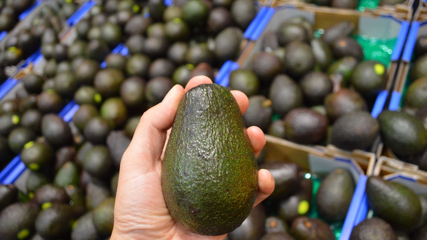 An avocado being squeezed for ripeness