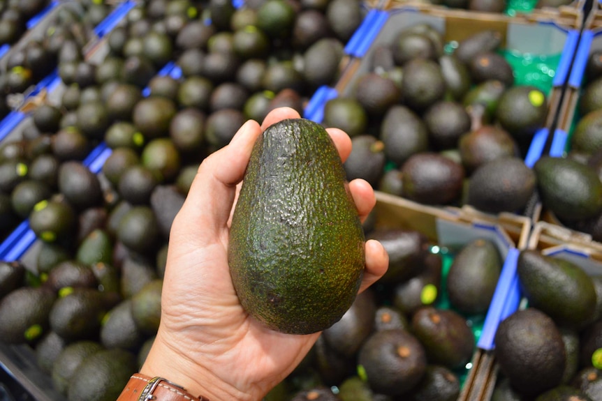 An avocado being squeezed for ripeness