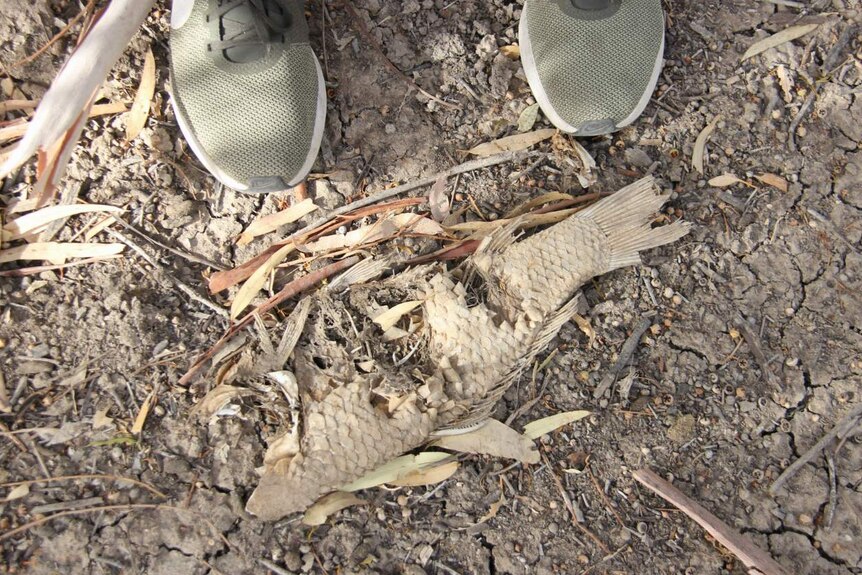 A man's shoes near a rotting fish.