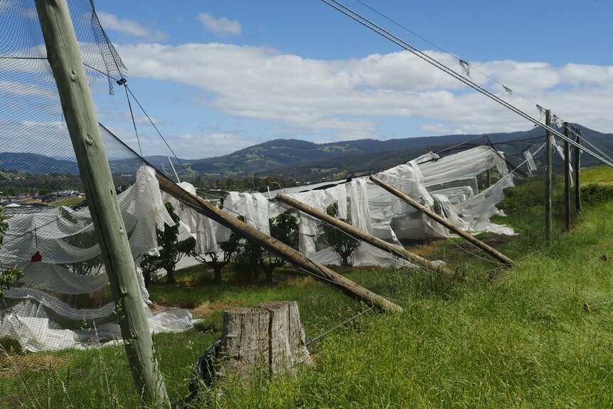 White sheets of netting lie ripped across the tops of fruit trees.