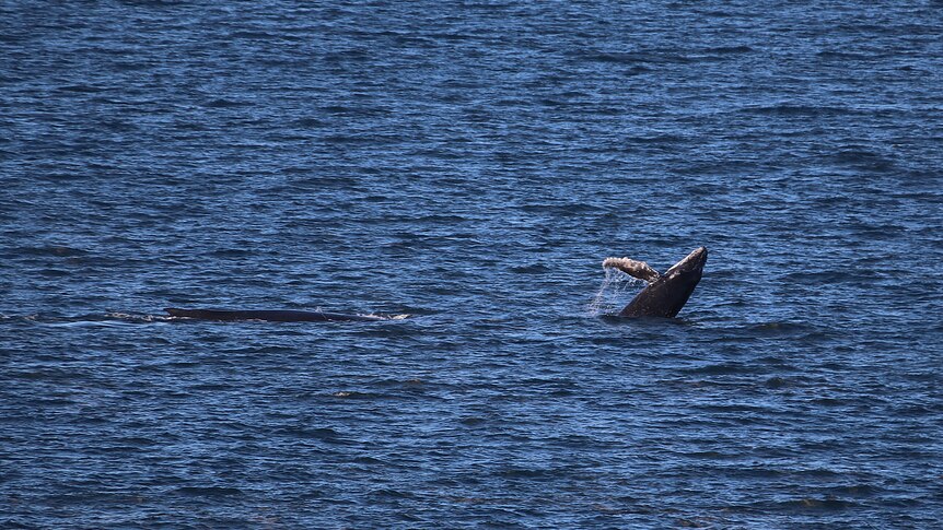 A humpback calf breaches out of the water while swimming with its mother.