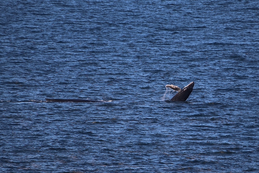 A humpback calf breaches out of the water while swimming with its mother.