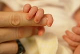 A close-up of a baby's hand holding onto an adult's fingers.