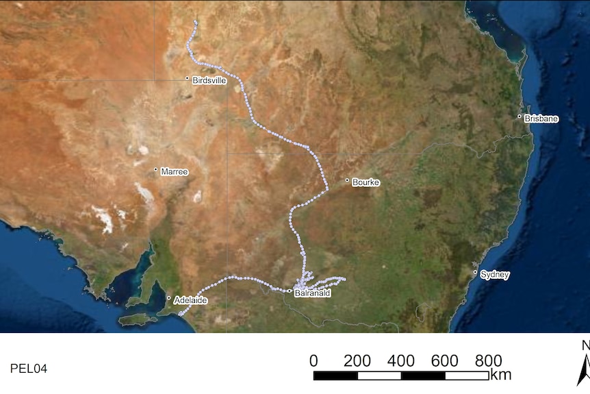A map of Australia showing pelican tracks
