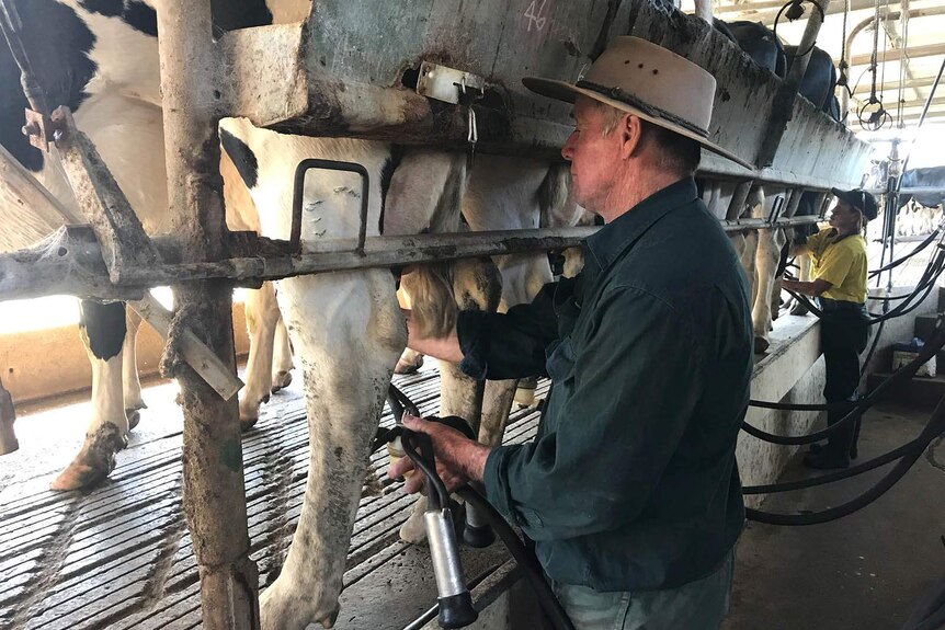 Dairy farmer Wally Holcombe in the milking shed