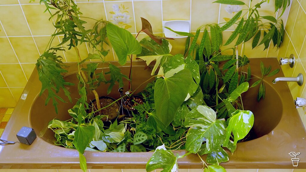 Rejuvenating House Plants - ABC News & Headlines – Australian Broadcasting Corporation
