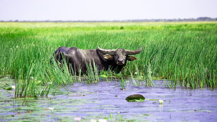 A buffalo standing in green reeds by the side of a billabong, on a sunny day.