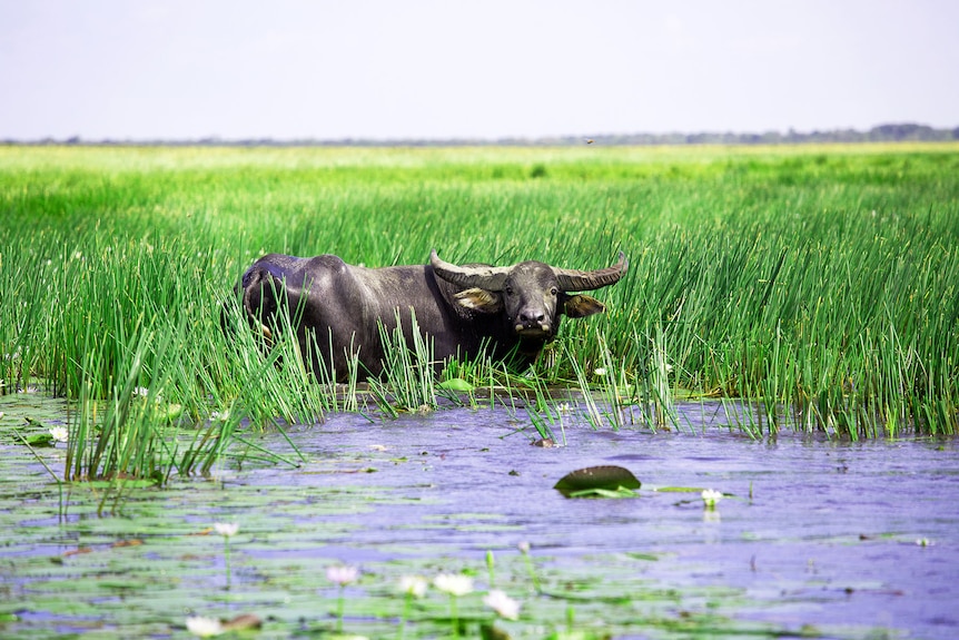 A water buffalo standing in green reeds by the side of a billabong, on a sunny day.