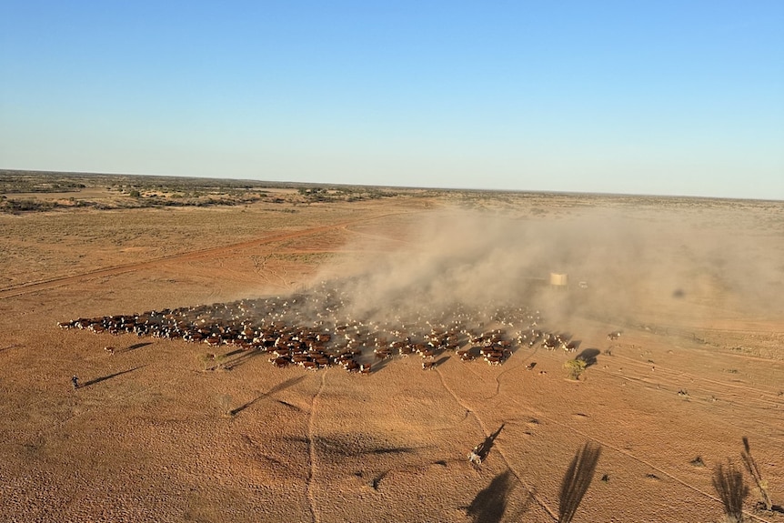 An aerial shot of cattle moving on red soil, dust coming off them. Blue skies in the horizon.
