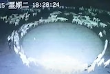 A night video of sheep in a circle.