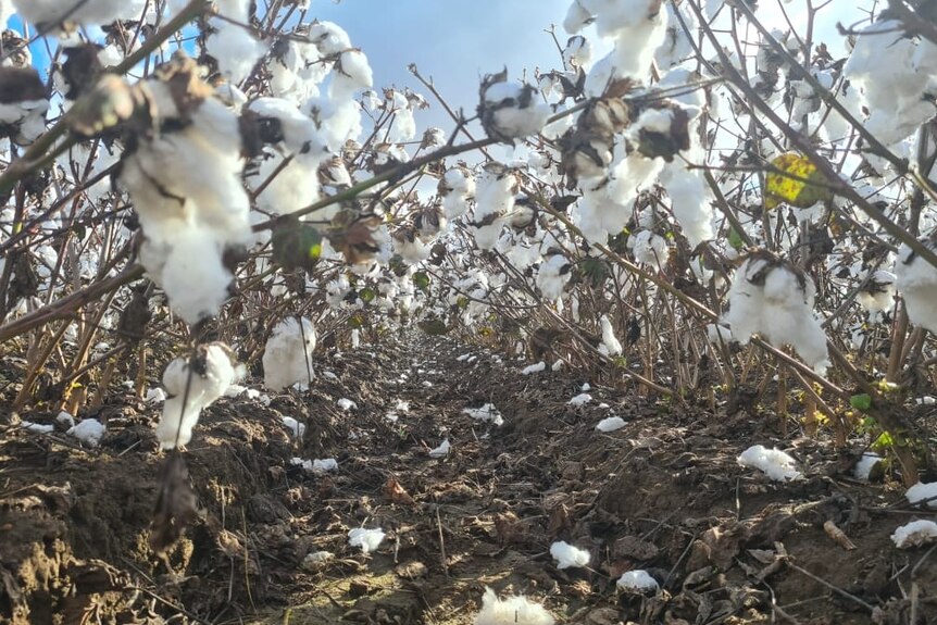 Close-up of cotton on the plant 