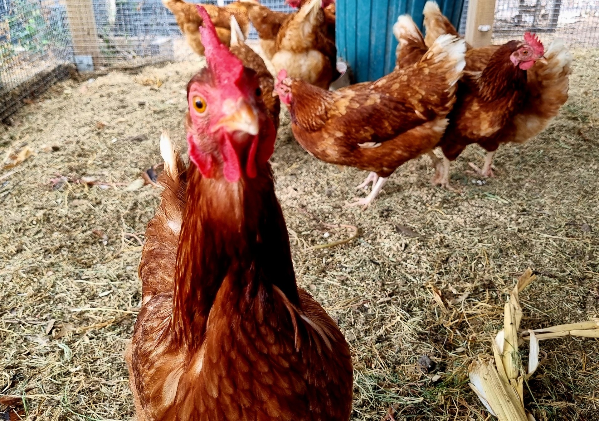Un pollo mira a la cámara.