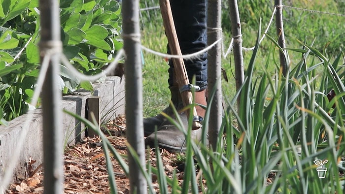 Person using homemade tool in between garden beds in a vegie patch