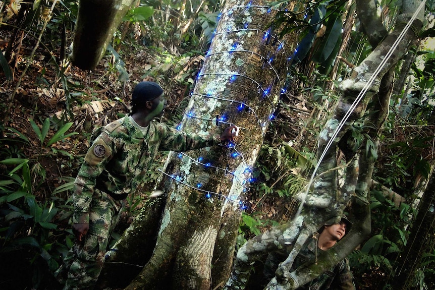Soldiers in camouflage string up blue Christmas lights in a tree in the Colombian jungle.