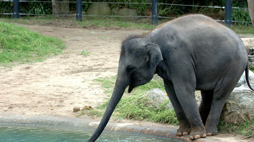 It has been reported today that a former Melbourne zoo staff member witnessed an elephant being repeatedly jabbed in the leg at least a dozen times. (File photo)