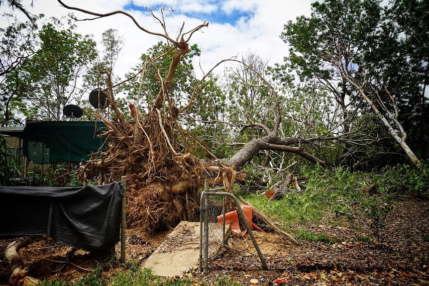 An uprooted tree lies near a fence