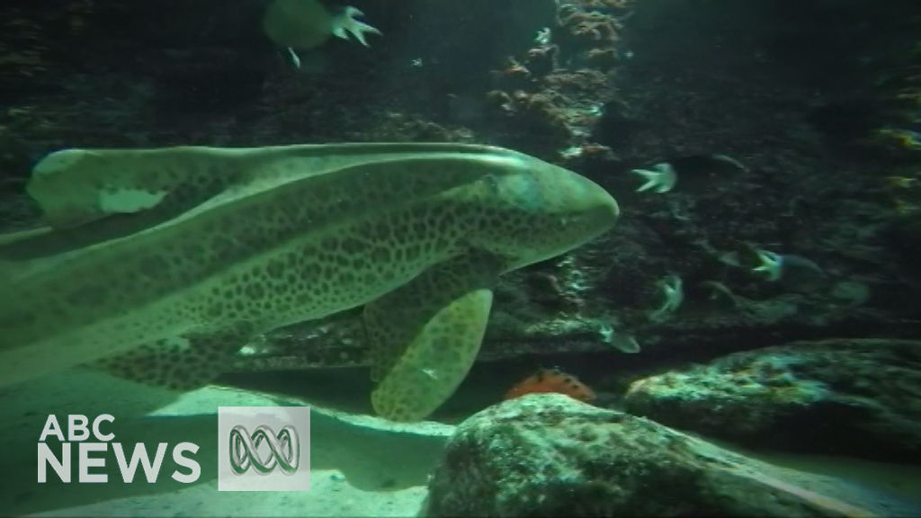 Leopard shark shocks scientists by switching from mating to asexual ...