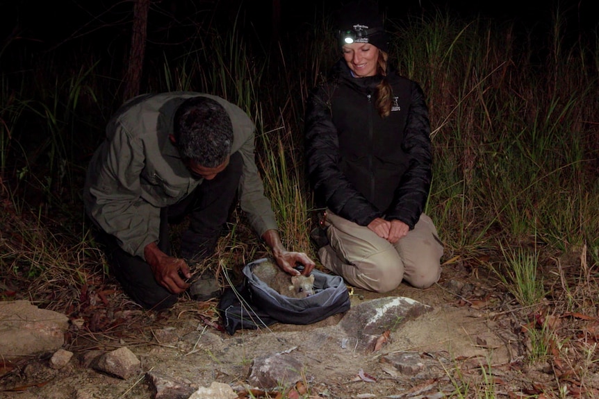 A small fluffy Northern Bettong is being released into nature