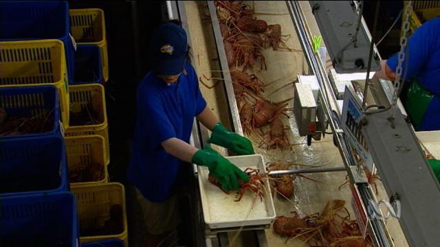 Landline: Is the fish you buy sustainably caught? - ABC Education