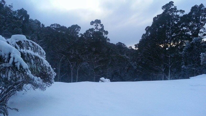 Snow covers Fern Tree in southern Hobart on August 3, 2015.