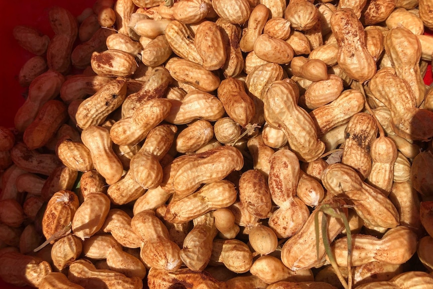 A pile of unshelled peanuts.