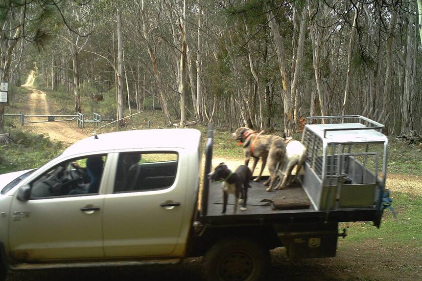 Unrestrained pig dogs hunting in NSW Jenolan State Forest