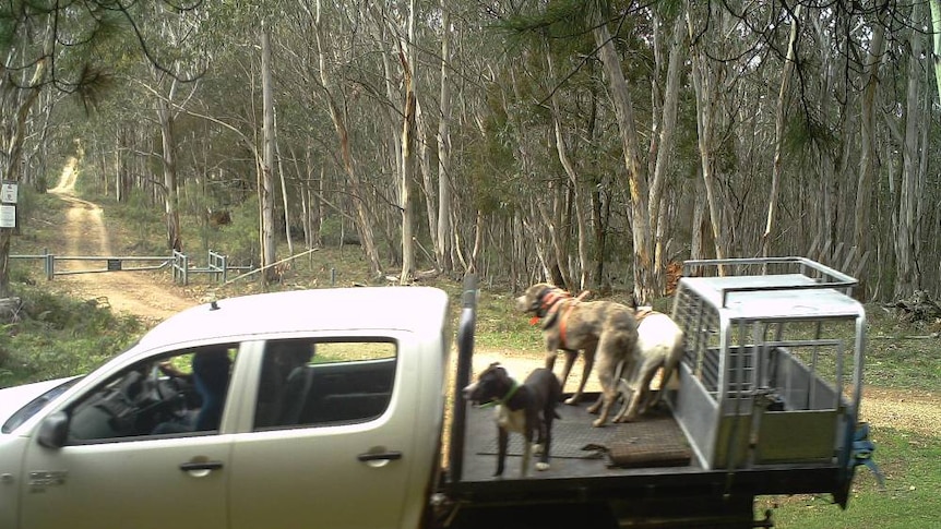 Unrestrained pig dogs hunting in NSW Jenolan State Forest