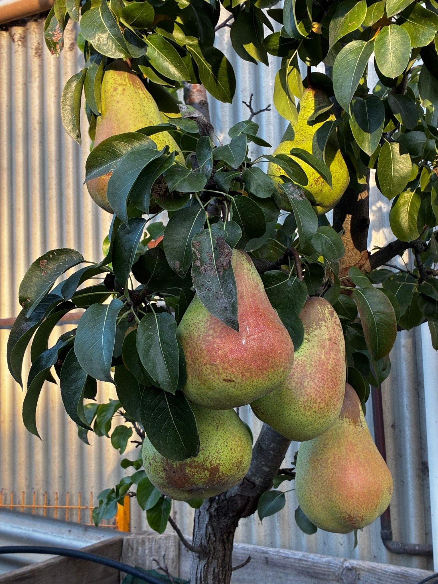 Pears the size of a human head grown at Paracombe