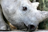 Black rhinoceros at Cape Town game reserve