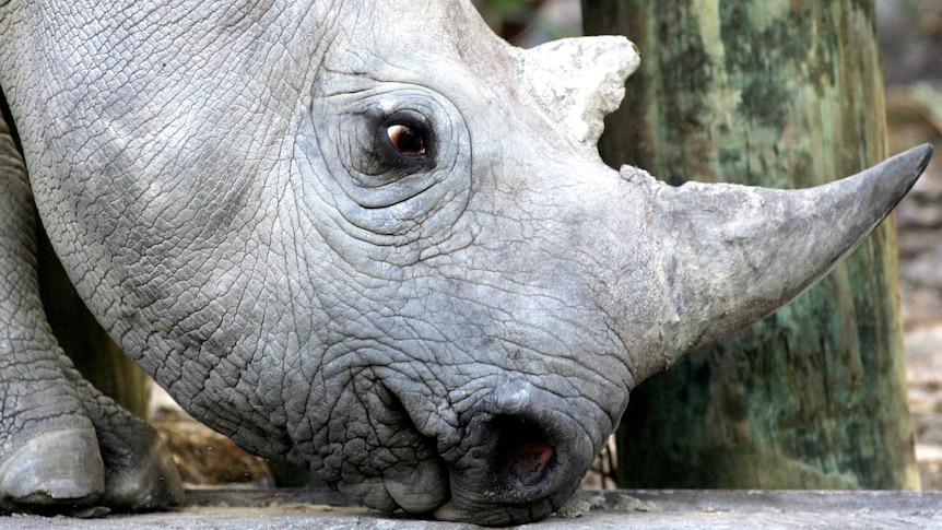 Black rhinoceros at Cape Town game reserve