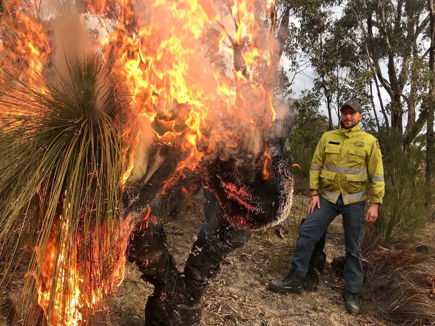 A ranger stands next to a grass tree that is on fire.