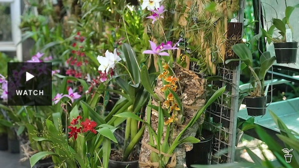 Orchids mounted on hanging logs. Has Video.