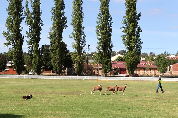 A working dog watches three sheep as a man walks towards a sheep pen