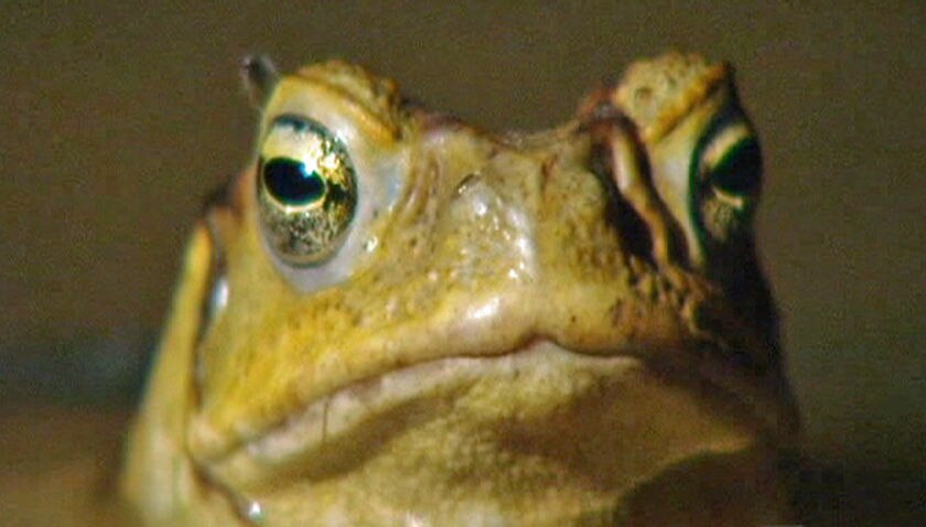 Toad control plan caned for limited vision - ABC News