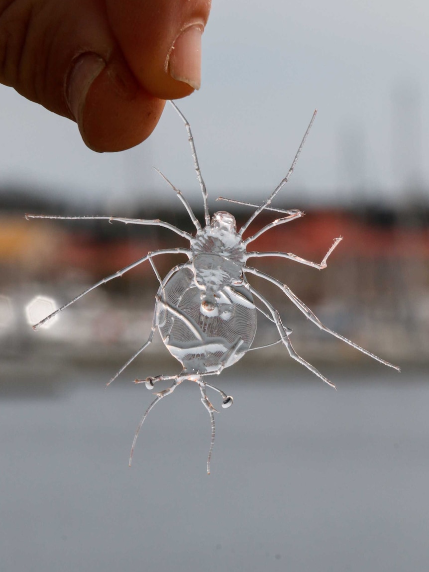 Rock lobster larvae