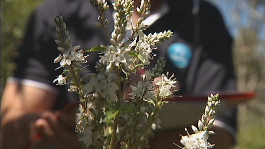 The CSIRO has been monitoring the recovery of the ACT landscape and plant growth after the 2003 Canberra bushfire.