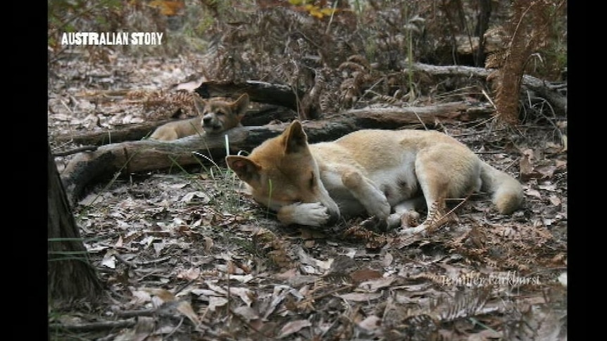 New concerns over Fraser Island's dingoes