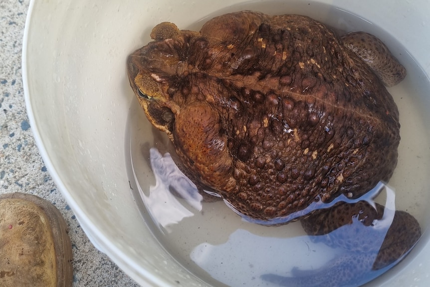 a large cane toad sits in a white plastic bucket of water
