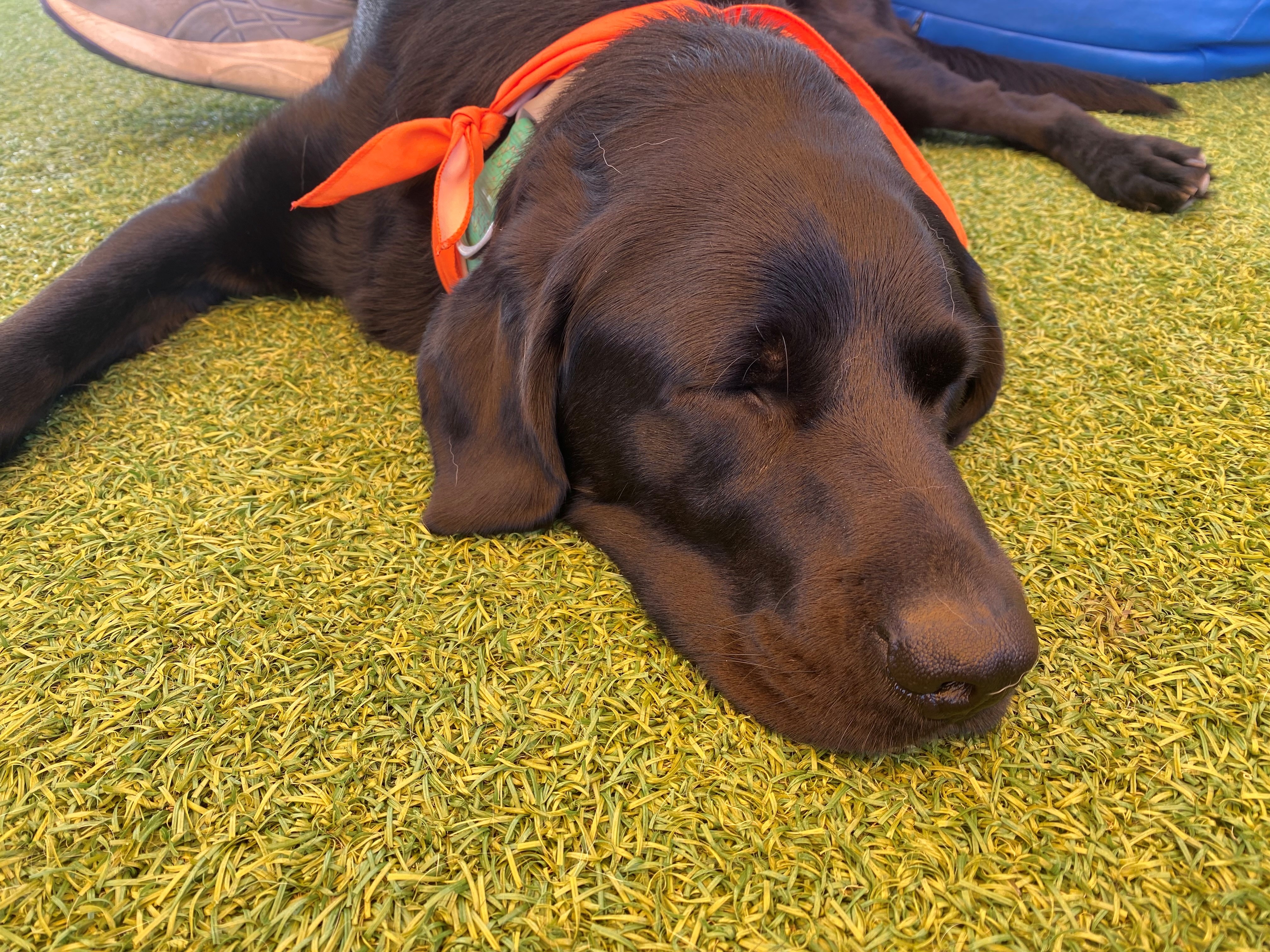 A chocolate retriever sleeps