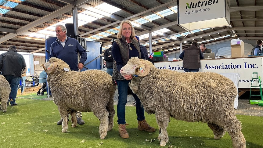 Two large rams with horns and woolly jumpers on display at the Campbell Town Show in Tasmania