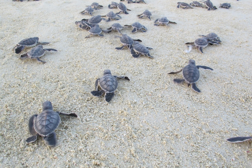 Turtle hatchlings making movements towards the ocean