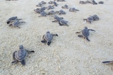 Turtle hatchlings making movements towards the ocean