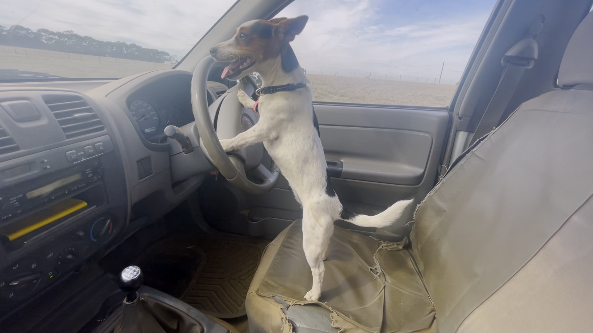 Video of dog driving ute shows Jack Russell Lexie helping on south-west  Victorian farm - ABC News