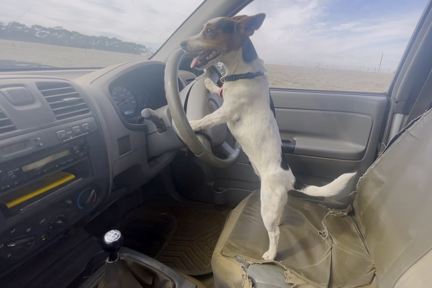 A jack russell standing on her hind legs in the drivers seat with paws on wheel