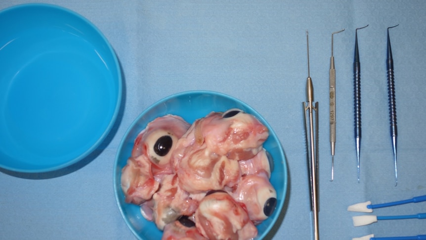 A bowl of pigs eyes and surgical equipment