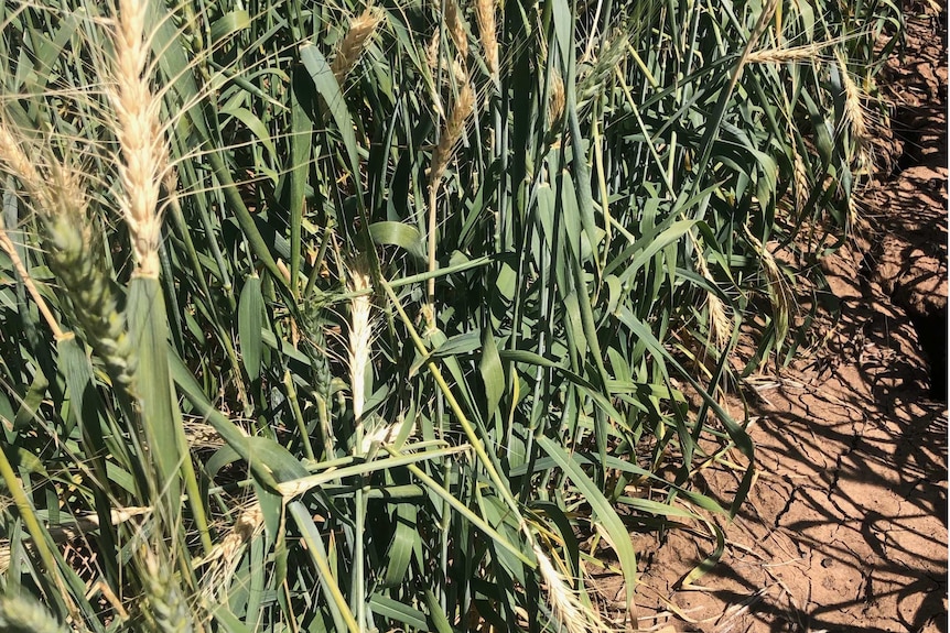 Wheat which has fallen over because mice have chewed the stems.