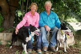 A man and woman in bright work shirts sit next to their black and white collies who look like they're ready to work